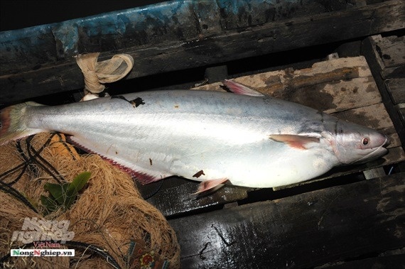 Cá bông lau thiên nhiên